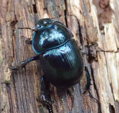Anoplotrupes stercorosus